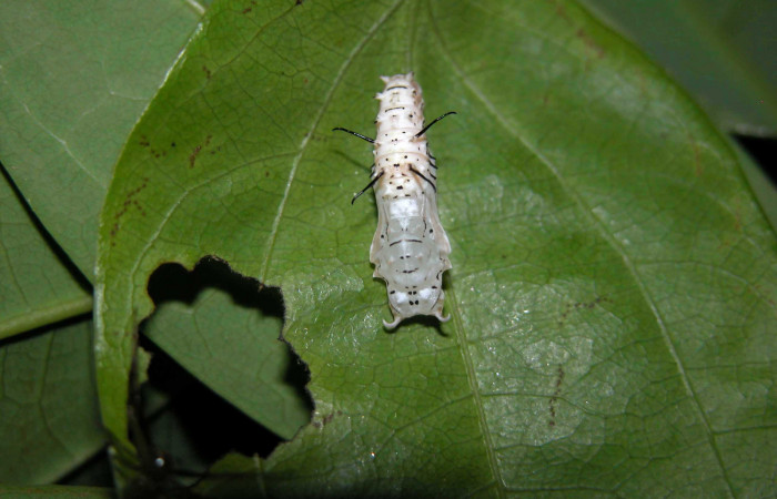 Figura 7. Pupa dorsal <i>Eueides</i> alipheraDHJ01 (Nymphalidae). Foto 22/Abril/2003. Voucher: 03-SRNP-3765-DHJ400482.jpg.