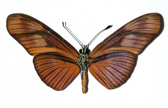 Figura 10. Vista ventral <i>Eueides</i> alipheraDHJ01 (Nymphalidae), envergadura alar 56 mm. Voucher: 03-SRNP-3765-DHJ96247.jpg. 
