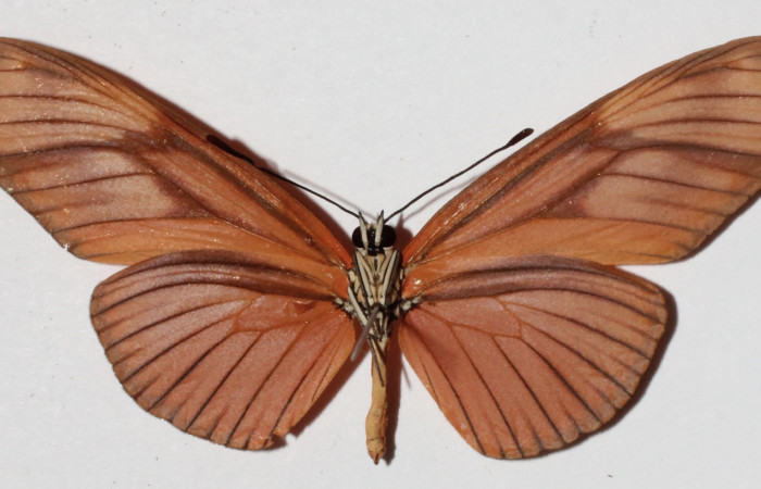 Figura 14. Vista ventral <i>Eueides</i> alipheraDHJ02 (Nymphalidae), envergadura alar 61 mm. Voucher: 15-SRNP-20444-DHJ907997.jpg. 