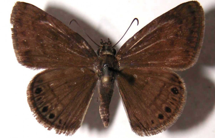 Fig. 7 Adulto <i>Timochreon satyrus</i>, vista dorsal (macho) 31 mm. Voucher 02-SRNP-15405-DHJ36980.