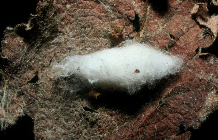 Fig.11 Parásito <i>Apanteles harryramirezi</i>,  de la familia Braconidae, en larva <i>Timochreon satyrus.</i>, Voucher 07-SRNP-55644-DHJ461932.jpg.