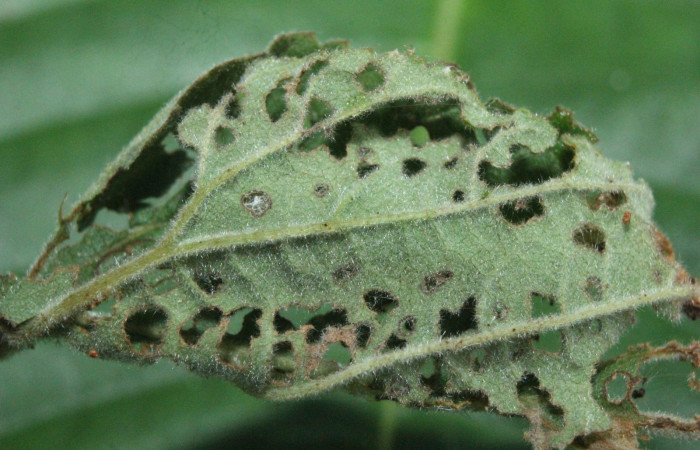 Fig. 3 Casita de larva <i>Timochreon satyrus</i>, tercera estadio Sector Quica.                                                                                                                                                                                                                                                                                                                                                                                                                                                                                                                                                                                                                                                                                                                                                                                                                                                                                                                                                                                                                                                                                                                                                                                                                                                                                                                                                                                                                                                                                                                                                                                                                                                                                                                                                                              
Voucher 16-SRNP-71870-DHJ733460.jpg.