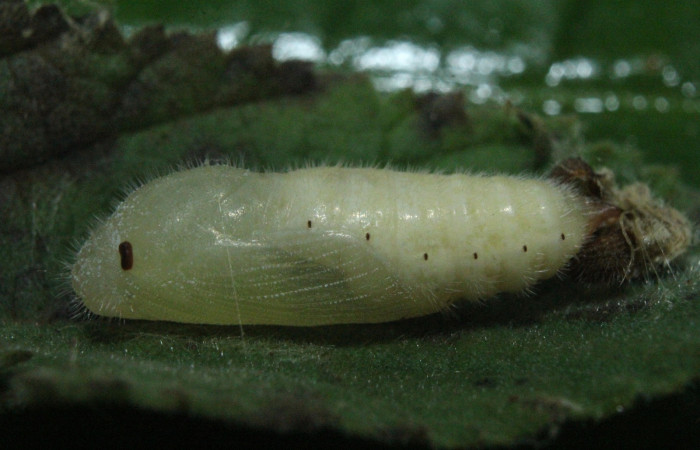 Fig. 5 Pupa lateral entero <i>Timochreon satyrus</i>, Estación Biológica Quica. Voucher 16-SRNP-71870-DHJ733480.jpg.