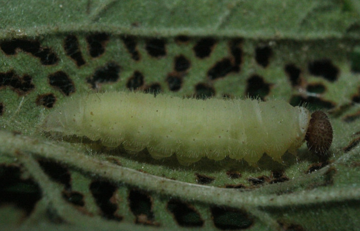 Fig. 4 Prepupa <i>Timochreon satyrus</i>, lateral entero. Sector Quica.
Voucher 16-SRNP-71888-DHJ733503.jpg.