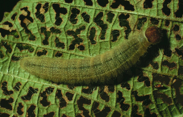 Fig. 2 Larva <i>Timochreon satyrus[/i,] vista dorsal entero,sector de Santa Rosa. Voucher 92-SRNP-318-DHJ14878.jpg.