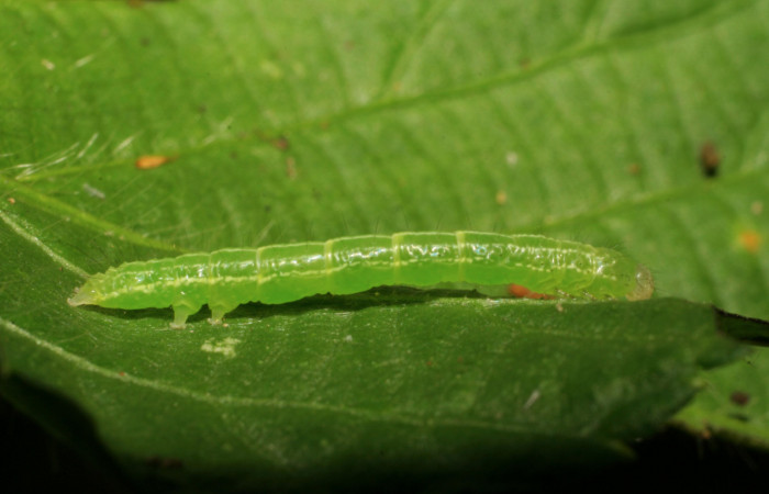 Figura 7. Larva <i>Cecharismena josealis</i>, (Erebidae), vista lateral. (06-SRNP-30195-DHJ409775).