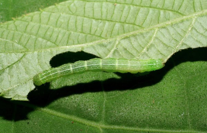 Figura 6. Larva <i>Cecharismena josealis</i>, (Erebidae), vista dorsal. (06-SRNP-32911-DHJ415990).