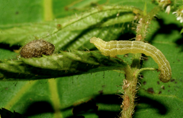 Figura 12. Capullo de parásito de la familia (Braconidae), <i>Diolcogaster
ippis</i>, avispa que atacan larva <i>Cecharismena josealis</i>, a lado restos de larva. (07-SRNP-33638-DHJ434301).