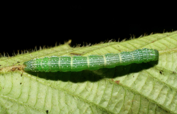 Figura 8. Larva <i>Cecharismena josealis</i>, (Erebidae), vista dorsal. (07-SRNP-33652-DHJ430841).