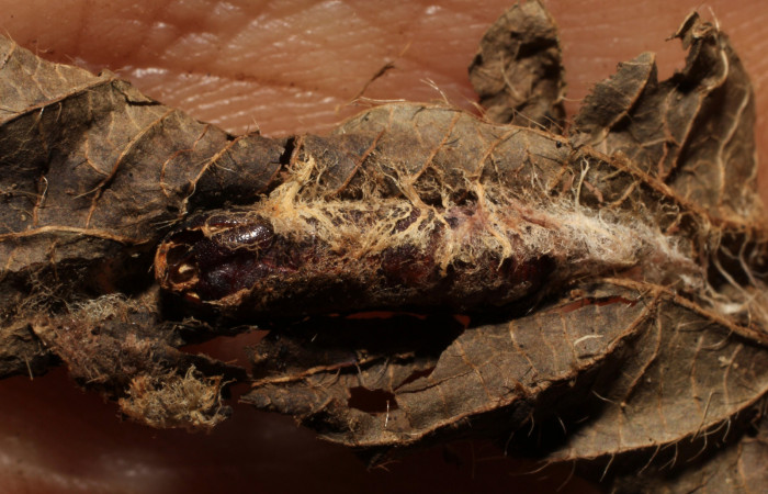 Figura 15. Detalle de exuvia pupa <i>Cecharismena
josealis</i>, atacada por mosca parásita de <i>Xanthopimpla aurita</i>,
(Tachinidae). (09-SRNP-23232-DHJ495914).