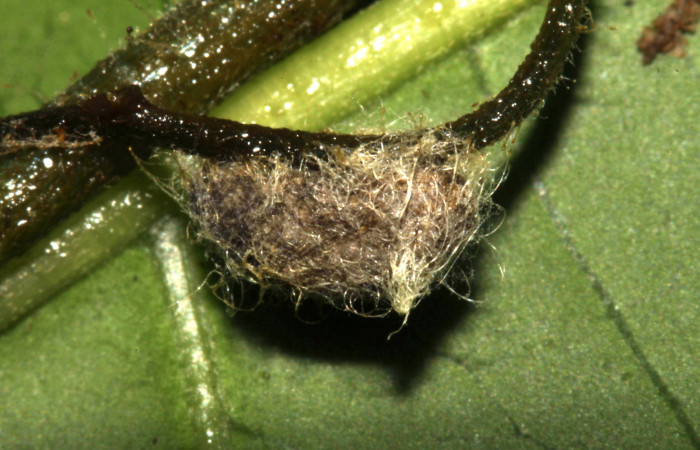 Figura 13. Capullo de parásito de la familia (Braconidae), <i>Diolcogaster ippis</i>, que atacan
larva de <i>Cecharismena josealis</i>. (12-SRNP-31957-DHJ700349).