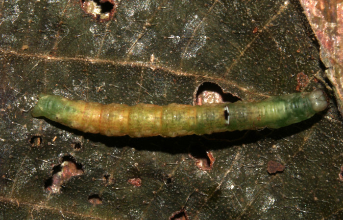 Figura 10. Prepupa de <i>Cecharismena josealis</i>, (Erebidae), vista dorsal. (19-SRNP-31549-DHJ766589).