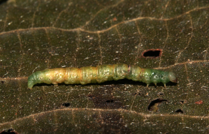 Figura 11. Prepupa de <i>Cecharismena josealis</i>, (Erebidae), vista lateral. (19-SRNP-31549-DHJ766590).