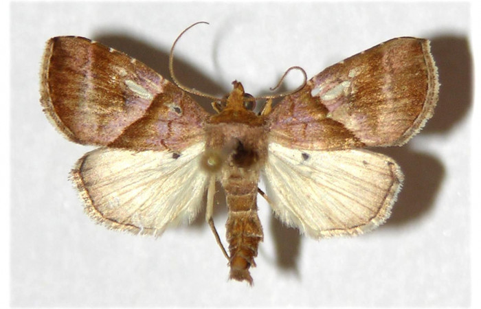 Figura 1. Adulto de <i>Cecharismena josealis</i> (macho), vista dorsal. (96-SRNP-10285-DHJ320652).