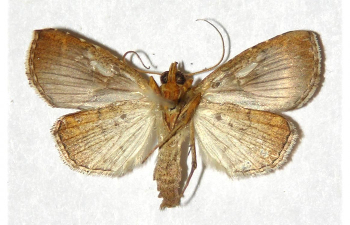 Figura 2. Adulto de <i>Cecharismena josealis</i> (macho), vista ventral. (96-SRNP-10285-DHJ320653).