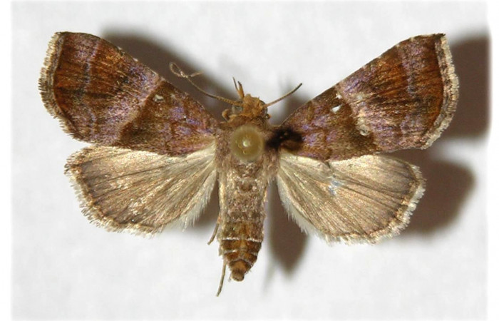 Figura 3. Adulto de <i>Cecharismena josealis</i> (hembra), vista dorsal. (96-SRNP-10291-DHJ320640).