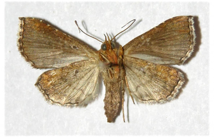 Figura 4. Adulto de <i>Cecharismena josealis</i> (hembra), vista ventral. (97-SRNP-10118.1-DHJ320657).