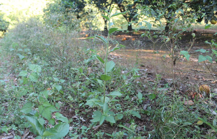 Figura 5. planta hospedera de familia Euphorbiaceae, donde se alimenta la larva <i>Cecharismena josealis</i>, (Erebidae), prefiriendo <i>Caperonia palustris</i>, Foto, Keiner Aragon Calero, 25/03/2020).