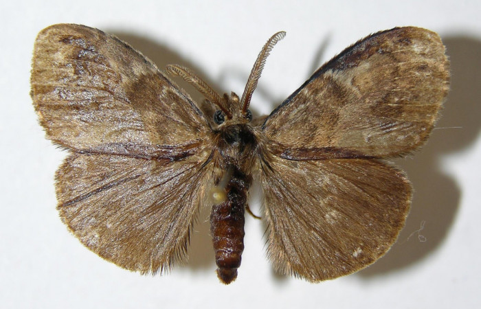 Fig.3 Adulto <i>Orgyia povera</i>, mostrando la parte dorsal.Voucher: 02-SRNP-12140-DHJ338438.