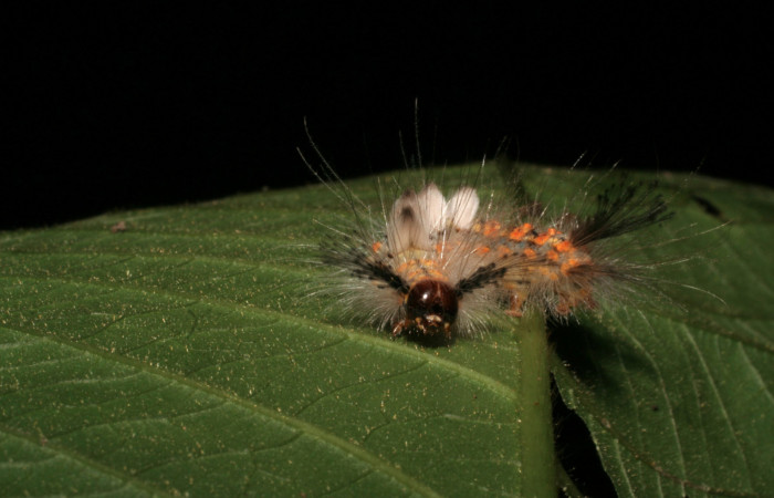 Fig. 5 Larva <i>Orgyia povera</i>, mostrando la parte de la cabeza. Voucher: 05-SRNP-56366-DHJ408257.jpg.