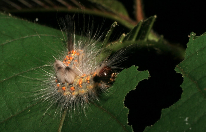 Fig. 8 Larva <i>Orgyia povera</i>, mostrando la parte lateral thorax. Voucher: 05-SRNP-56366-DHJ408262.jpg.