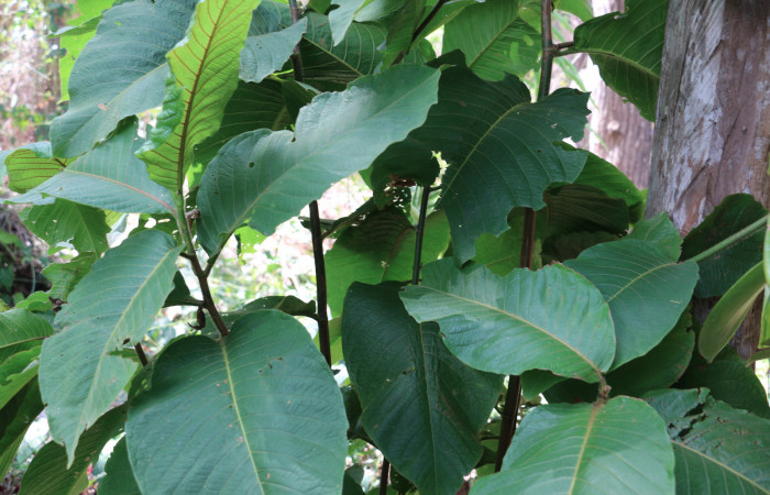 Fig. 9 Planta <i>Triplaris melaenodendron</i> (Polygonaceae), hospedera de la larva <i>Orgyia povera</i>, (Erebidae), Sector. Mundo Nuevo, Quebrada Tibio, Foto,  Elieth Cantillano 20 Marzo 2020.
