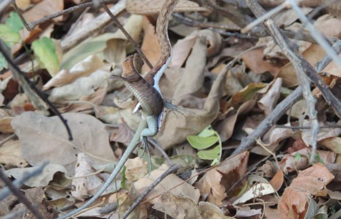 Marzo 2020  Sector Santa Rosa  Foto: Juan Hernández