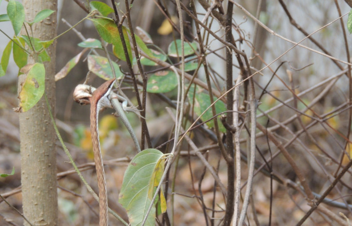 Marzo 2020  Sector Santa Rosa  Foto: Juan Hernández
