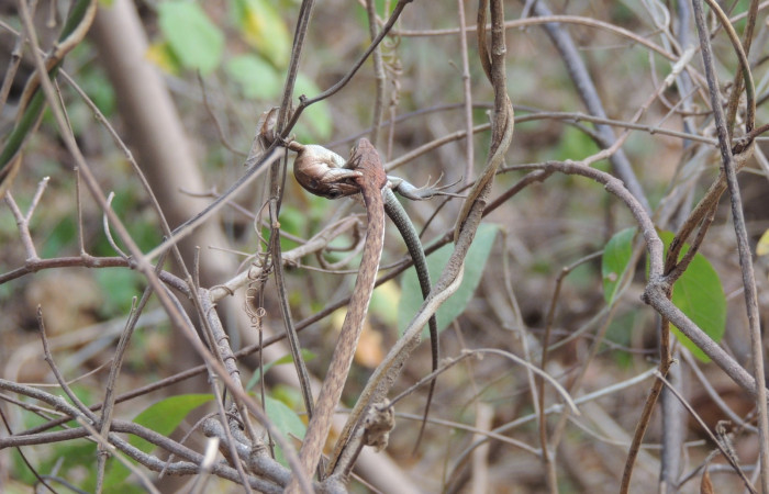 Marzo 2020  Sector Santa Rosa  Foto: Juan Hernández