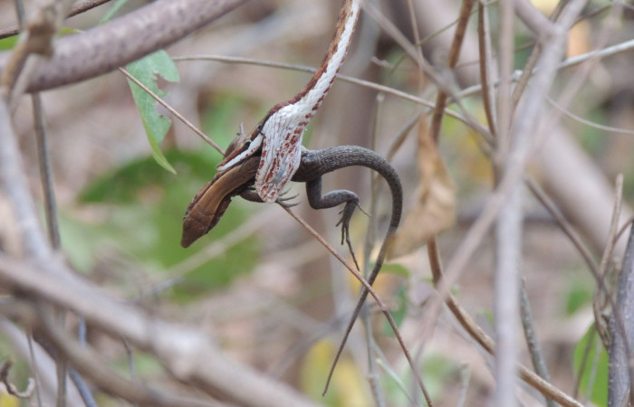 Marzo 2020  Sector Santa Rosa  Foto: Juan Hernández