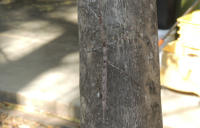 Marzo 2020  Sector Santa Rosa (Parque Nacional Santa Rosa)  Foto: Juan Hernández