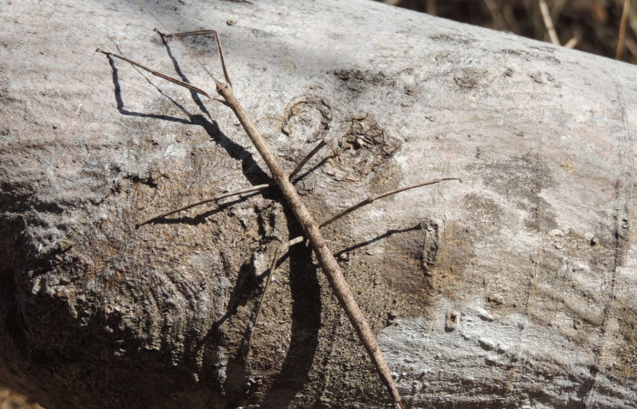 Marzo 2020  Sector Santa Rosa (Parque Nacional Santa Rosa)  Foto: Juan Hernández