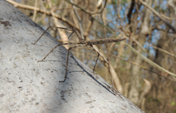 Marzo 2020  Sector Santa Rosa (Parque Nacional Santa Rosa)  Foto: Juan Hernández