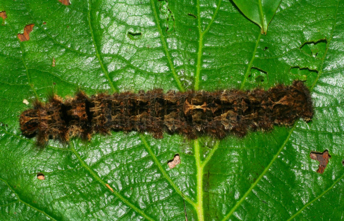 Fig 10. Larva de <i>Prorifrons tremula</i> en último estadío de 120mm de longitud. Voucher: 07-SRNP-32601-DHJ421686.jpg.