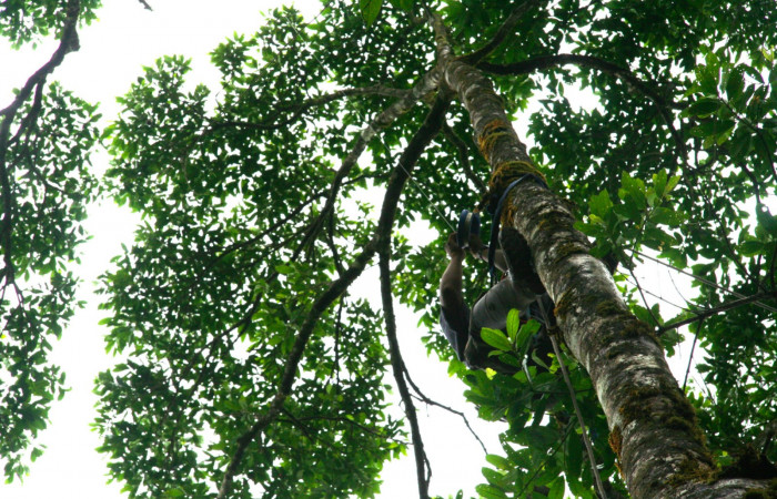 Fig 13. Árbol de <i>ochysia guatemalesis</i>, planta hospedera de <i>Prorifrons tremula</i>. Voucher: .07-SRNP-32636-DHJ421701.jpg.