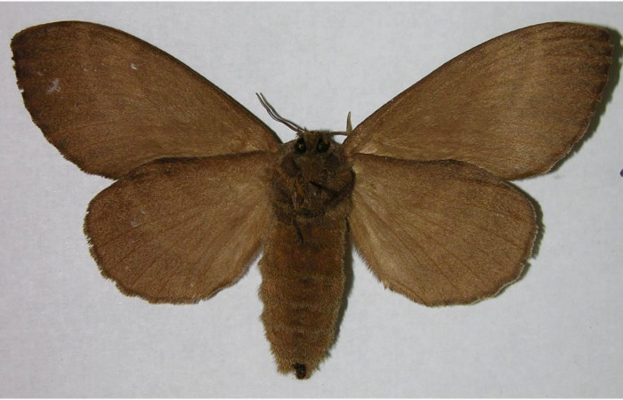 Fig.3. Hembra de <i>Prorifrons tremula</i>. En posición ventral. Voucher : 07-SRNP-32601-DHJ376187.jpg.