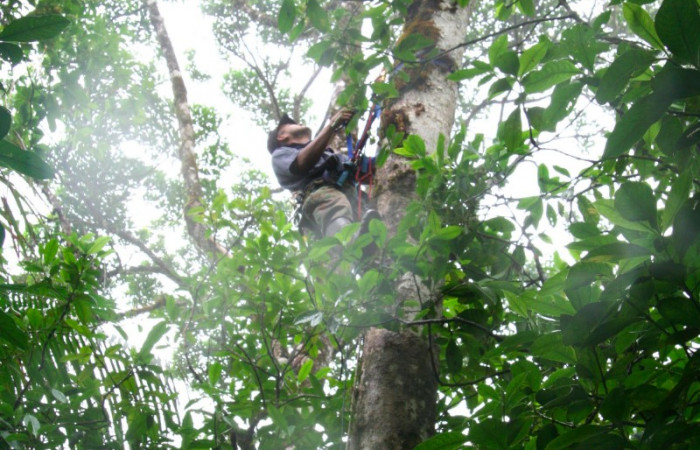 Fig 7. Mostrando formas de buscar larvas de <i>Prorifrons tremula</i>. Voucher : 07-SRNP-32636-DHJ421690.jpg.