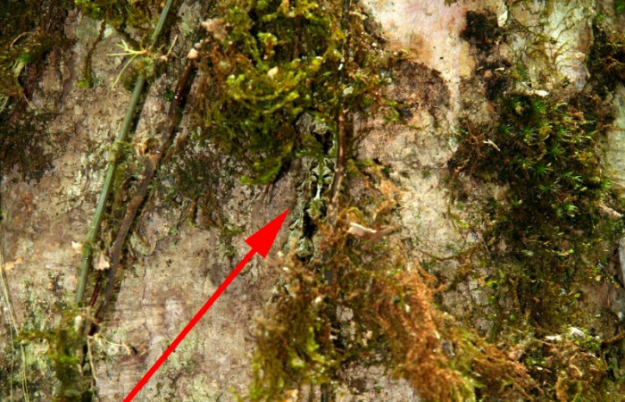 Fig 9. Mostrando musgos en corteza de <i>Vochysia guatemalesis</i>, con una larva camuflada de <i>Prorifrons tremula</i>. Voucher :  07-SRNP-32636-DHJ421729.jpg.