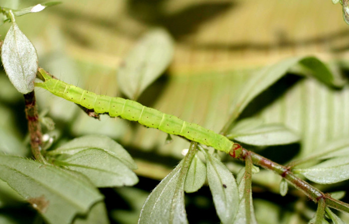 Fig.1 Larva <i>Antiblemma penelope</i>  en último estadío mostrando la parte dorsal.  Voucher: 06-SRNP-1034-DHJ415634.jpg