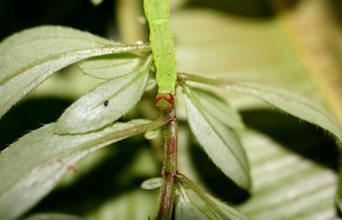 Fig .3  Larva <i>Antiblemma penelope</i>  en último estadio mostrando pelitos finos dorsales. Voucher: 06-SRNP-1034-DHJ415633-1.jpg