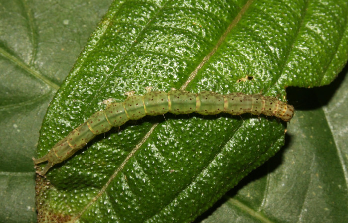 Fig.5 Larva <i>Antiblemma herilis</i>  en último estadio mostrando parte dorsal. en último estadio mostrando carácteracterisca de la especie para hacer separación entre especies. Voucher: 14-SRNP-30738-DHJ720894.jpg