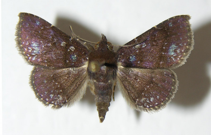 Fig.6  Adulto <i>Antiblemma penelope</i>  mostrando la parte dorsal. Voucher:06-SRNP-1035-DHJ344938.jpg