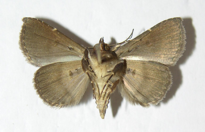 Fig.7  Adulto <i>Antiblemma penelope</i>  mostrando la parte ventral. Voucher:06-SRNP-1035-DHJ344939.jpg