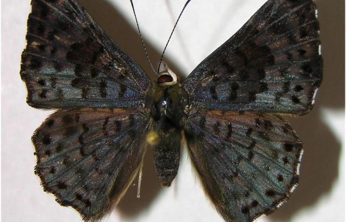 Fig 1. Hembra de <i>Lasaia agesilas</i>. Vista dorsal. Voucher : 07-SRNP-33256-DHJ377910.jpg.