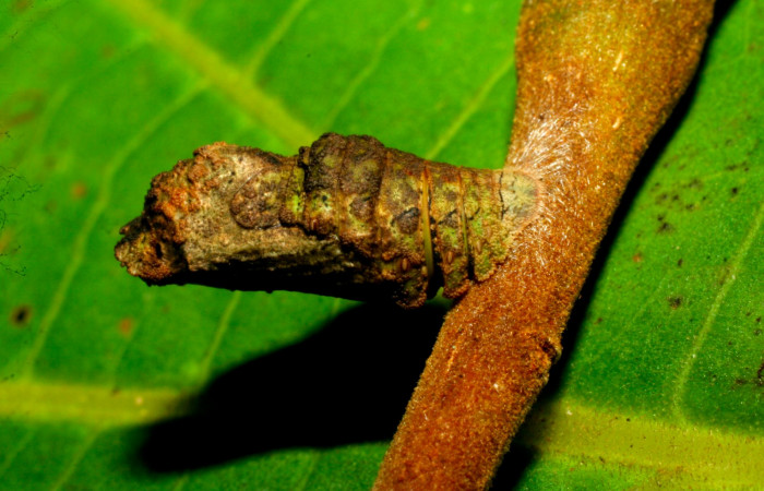 Fig.10.Pupa de <i>Lasaia agesilas</i>. Voucher : 07-SRNP-33256-DHJ430209.jpg.