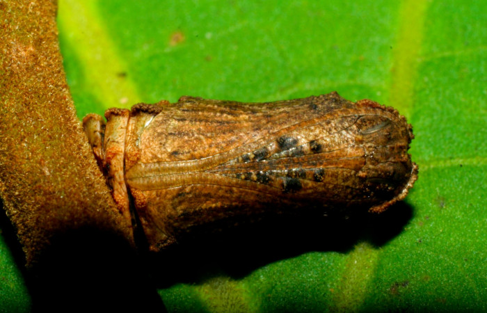 Fig.11. Pupa de <i>Lasaia agesilas</i>. Voucher :07-SRNP-33256-DHJ430214.jpg.