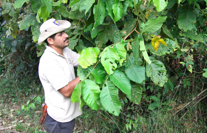Fig 13. Acercamiento de follaje de <i>Inga oerstediana</i>, planta hospedera de <i>Lasaia agesilas</i> (Riodinidae).