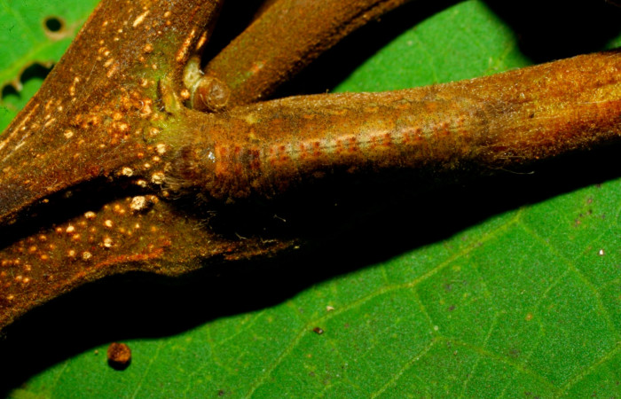 Fig.6. Larva de <i>Lasaia agesilas</i>. Voucher : 07-SRNP-33329-DHJ430412.jpg.