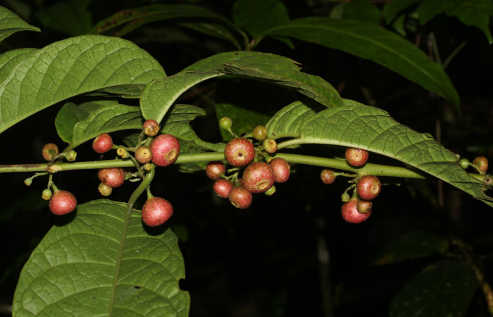 <i>Siparuna thecophora</i> planta hospedera de <i>Cimicodes albicosta</i>