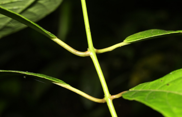  Posicion de hojas de <i>Siparuna thecophora</i>